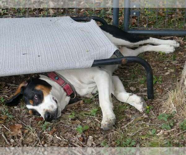Medium Photo #3 Treeing Walker Coonhound Puppy For Sale in Monterey, VA, USA