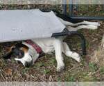 Small #2 Treeing Walker Coonhound