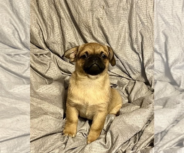 Medium Photo #4 Pug Puppy For Sale in MERIDEN, MN, USA