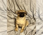 Small #3 Pug