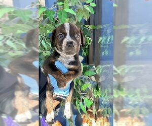 Mutt Dogs for adoption in Temple, TX, USA