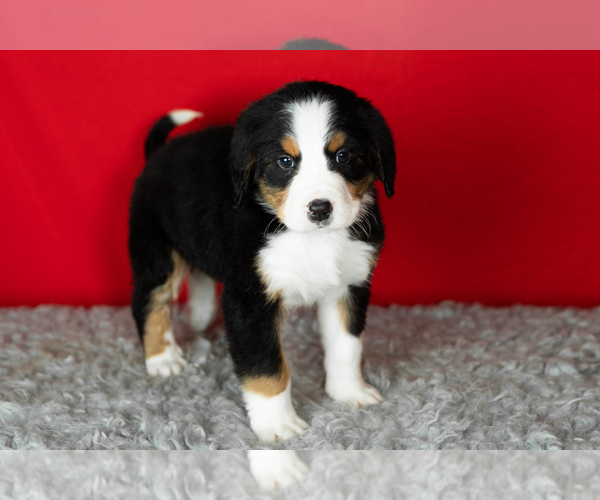 Medium Photo #12 Bernese Mountain Dog Puppy For Sale in MILLERSBURG, IN, USA