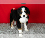 Small Photo #12 Bernese Mountain Dog Puppy For Sale in MILLERSBURG, IN, USA