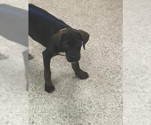 Labrador Retriever-Unknown Mix Dogs for adoption in Conroe, TX, USA