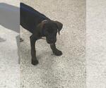 A432778 - Male Labrador Retriever-Unknown Mix Dog for Adoption - Small photo