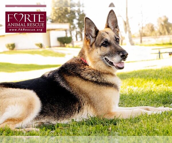 Medium Photo #4 German Shepherd Dog Puppy For Sale in Marina del Rey, CA, USA