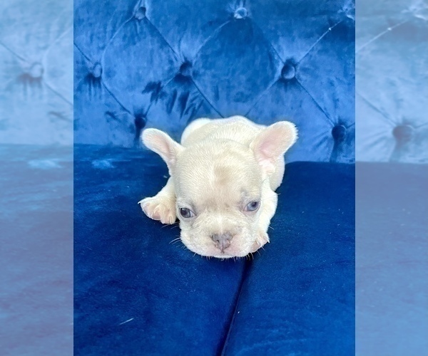Medium Photo #61 French Bulldog Puppy For Sale in LONG BEACH, CA, USA