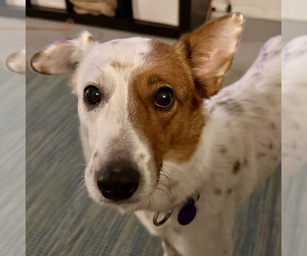 Medium Photo #6 Red Heeler-Unknown Mix Puppy For Sale in Fargo, ND, USA