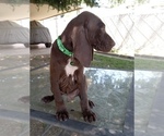 Small Photo #2 German Shorthaired Pointer Puppy For Sale in STRATHMORE, CA, USA