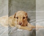 Small #1 Goldendoodle (Miniature)