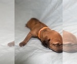 Small #4 Rhodesian Ridgeback