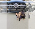 Small #29 French Bulldog