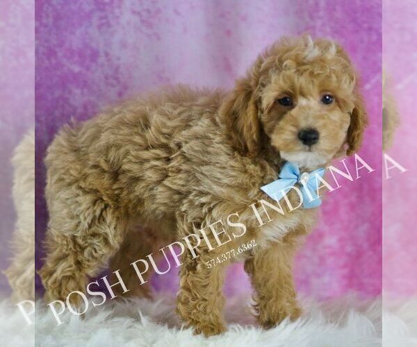 Medium Photo #4 Poodle (Toy) Puppy For Sale in WARSAW, IN, USA