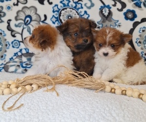 Pomeranian-Poodle (Toy) Mix Puppy for Sale in LEWISBURG, Kentucky USA