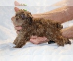 Small #14 Poodle (Toy)