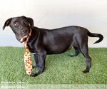 Small #4 American Staffordshire Terrier Mix