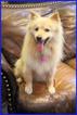 Small Photo #1 American Eskimo Dog (Toy) Puppy For Sale in WEST CREEK, NJ, USA