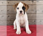 Image preview for Ad Listing. Nickname: Litter of 9
