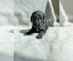 Small Photo #2 Goldendoodle Puppy For Sale in RENO, NV, USA
