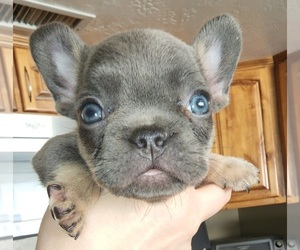 French Bulldog Puppy for sale in TEMPE, AZ, USA