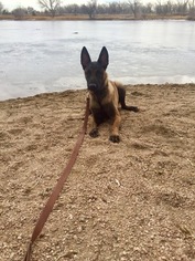Belgian Malinois Puppy for sale in EVANS, CO, USA