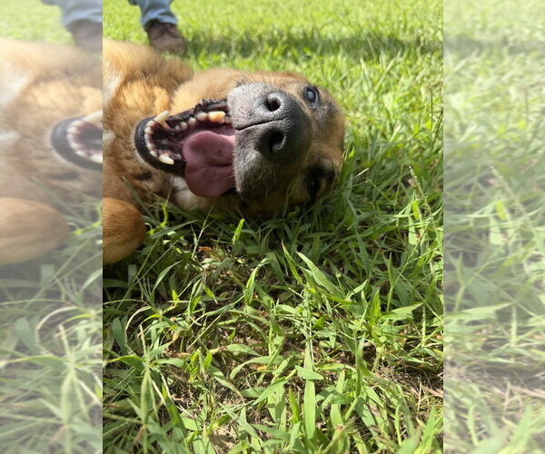Medium Photo #2 German Shepherd Dog Puppy For Sale in Oak Bluffs, MA, USA