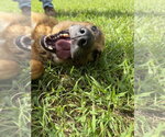 Small #1 German Shepherd Dog