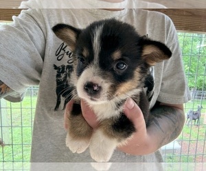 American Corgi Puppy for sale in ADAIRSVILLE, GA, USA