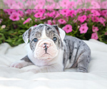 Puppy Ashlynn Victorian Bulldog