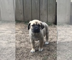 Small Photo #10 Great Pyredane Puppy For Sale in SHAWNEE, OK, USA