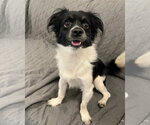 Small #1 Chihuahua Mix