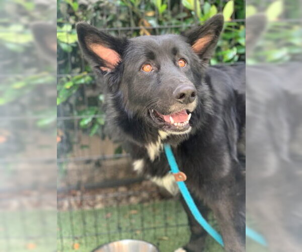 Medium Photo #3 Border Collie-Unknown Mix Puppy For Sale in Ventura, CA, USA