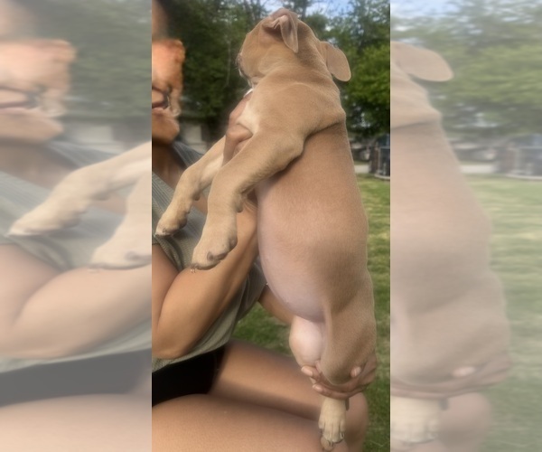 Medium Photo #36 American Bully Puppy For Sale in LAKE STATION, IN, USA