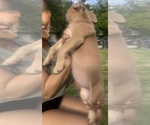 Small Photo #36 American Bully Puppy For Sale in LAKE STATION, IN, USA