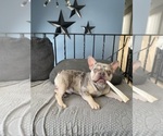 Small #2 French Bulldog