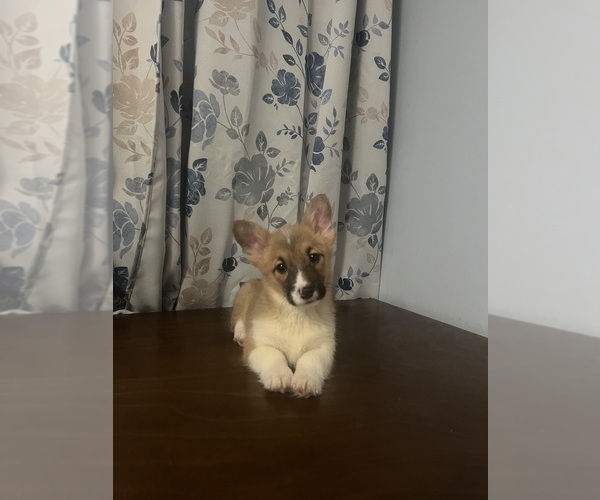 Medium Photo #50 Pembroke Welsh Corgi Puppy For Sale in DURHAM, CT, USA