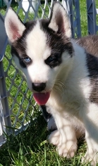 Siberian Husky Puppy for sale in LICKING, MO, USA