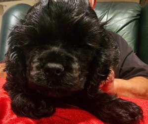 Cocker Spaniel Puppy for sale in HUFFMAN, TX, USA