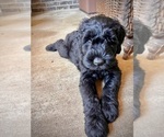 Puppy Harry Red Ribbo Schnauzer (Giant)