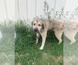 Great Pyrenees-Unknown Mix Dogs for adoption in Fairfield, IL, USA