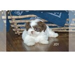 Small Photo #12 Shih Tzu Puppy For Sale in CLARE, MI, USA