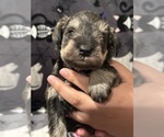 Puppy Buttercup Schnauzer (Miniature)