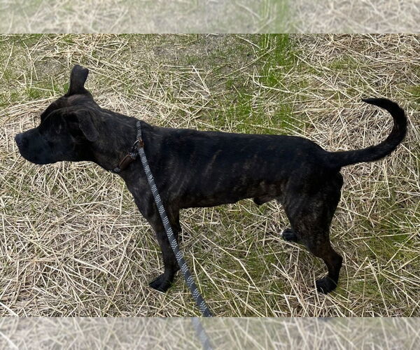 Medium Photo #3 Mutt Puppy For Sale in Tarboro, NC, USA