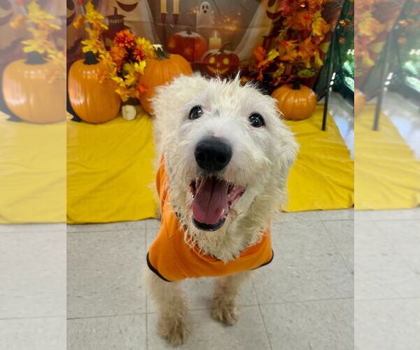 Medium Photo #2 Mutt Puppy For Sale in Bryant, AR, USA