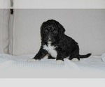 Puppy Tilney Bernedoodle
