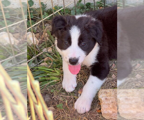 Medium Photo #1 Border Collie-Unknown Mix Puppy For Sale in House Springs, MO, USA