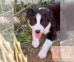 Chucky - Male Border Collie-Unknown Mix Dog for Adoption - Small photo
