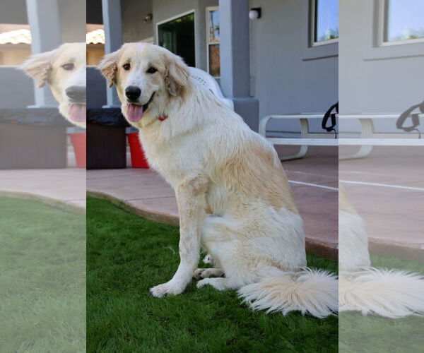 Medium Photo #3 Golden Pyrenees Puppy For Sale in Glendale , AZ, USA