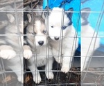 Puppy Puppy 2 Alusky