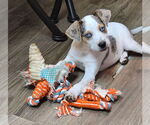 Small #5 Mutt